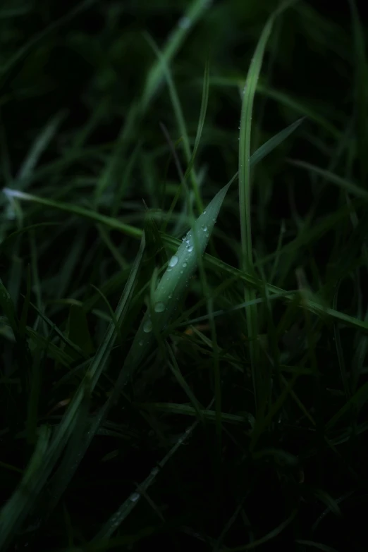 a very close up of the green grass