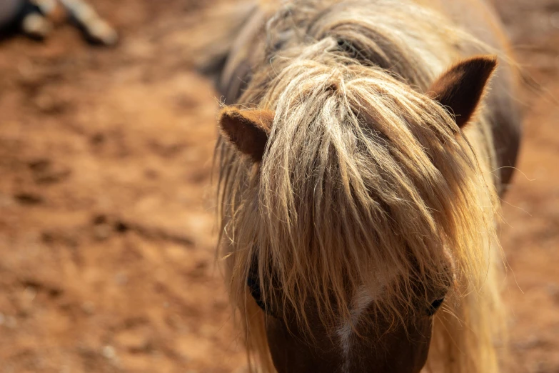 a brown horse with blond hair standing in dirt