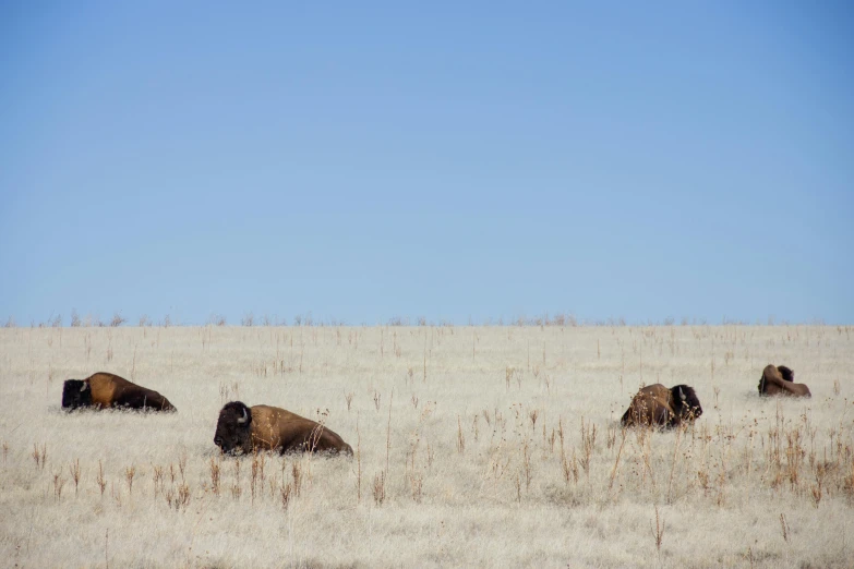 four bison laying in the middle of a field