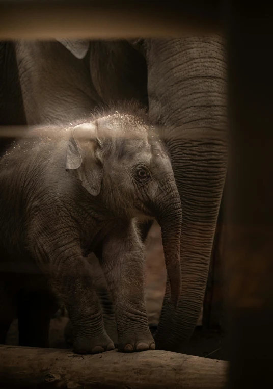 a baby elephant walks with a larger elephant