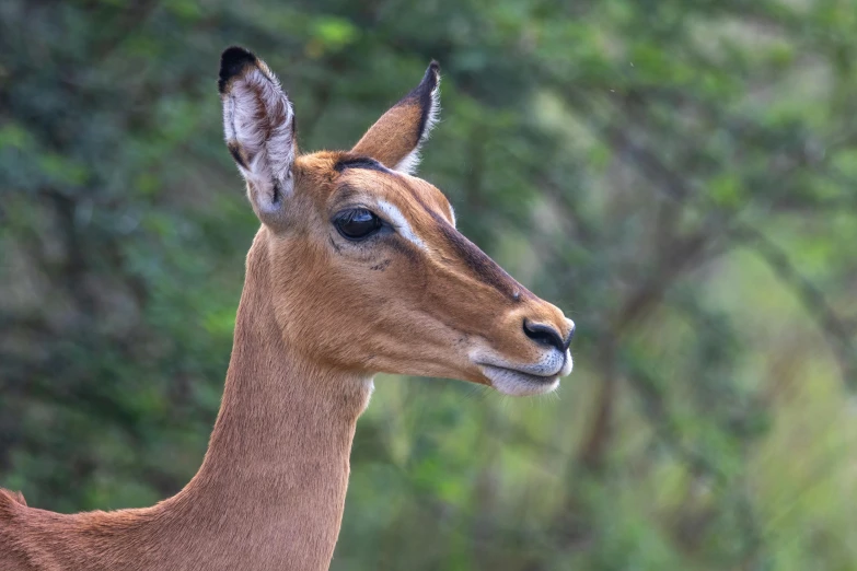 an animal standing in front of trees and green leaves