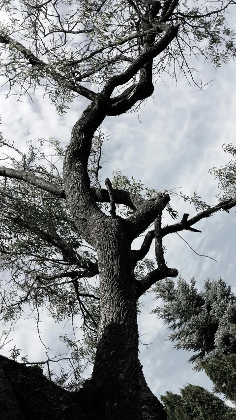 a very tall tree in the middle of nowhere