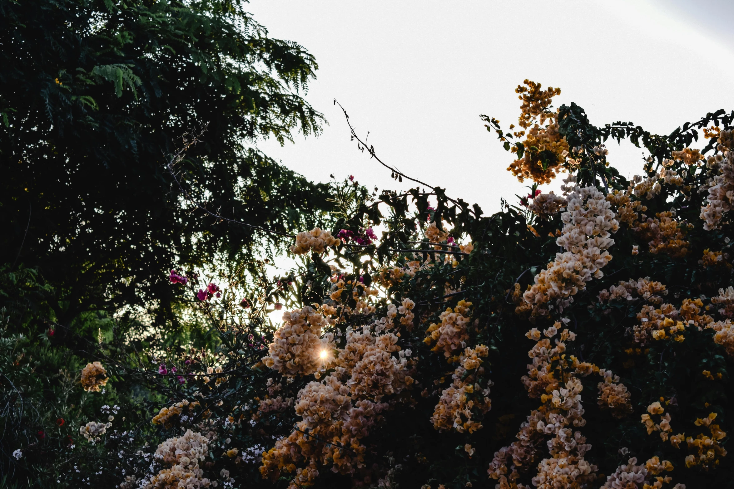 the sky is lit through the treetops and flowers