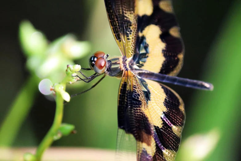 two small dragonflys sitting on top of some plants