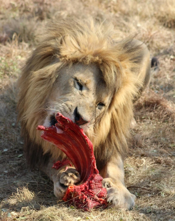 lion eating an animal's head in a grassy area