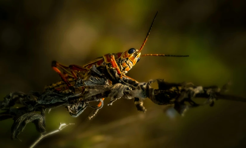 a grasshopper with orange and yellow body is resting on a nch