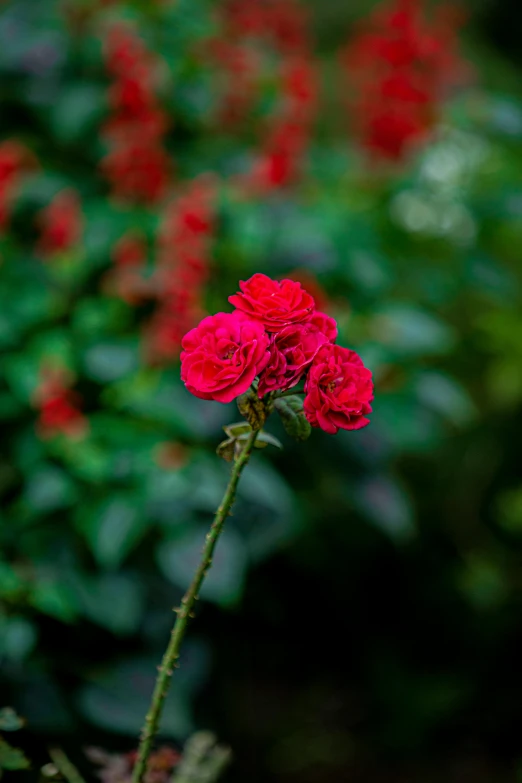 a red flower in front of green and red plants