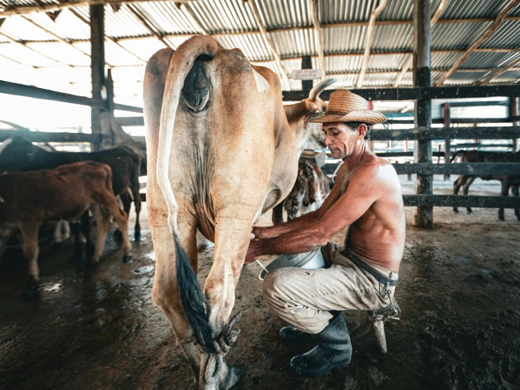 a man holding the tail of a cow in a pen