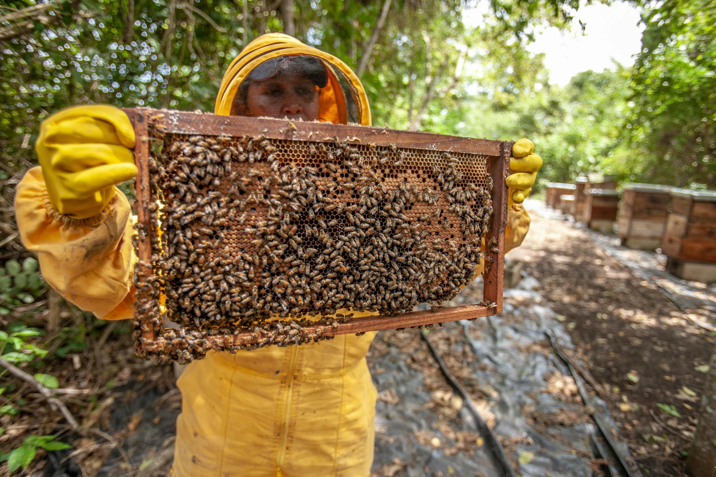 a person with some bees in their hands