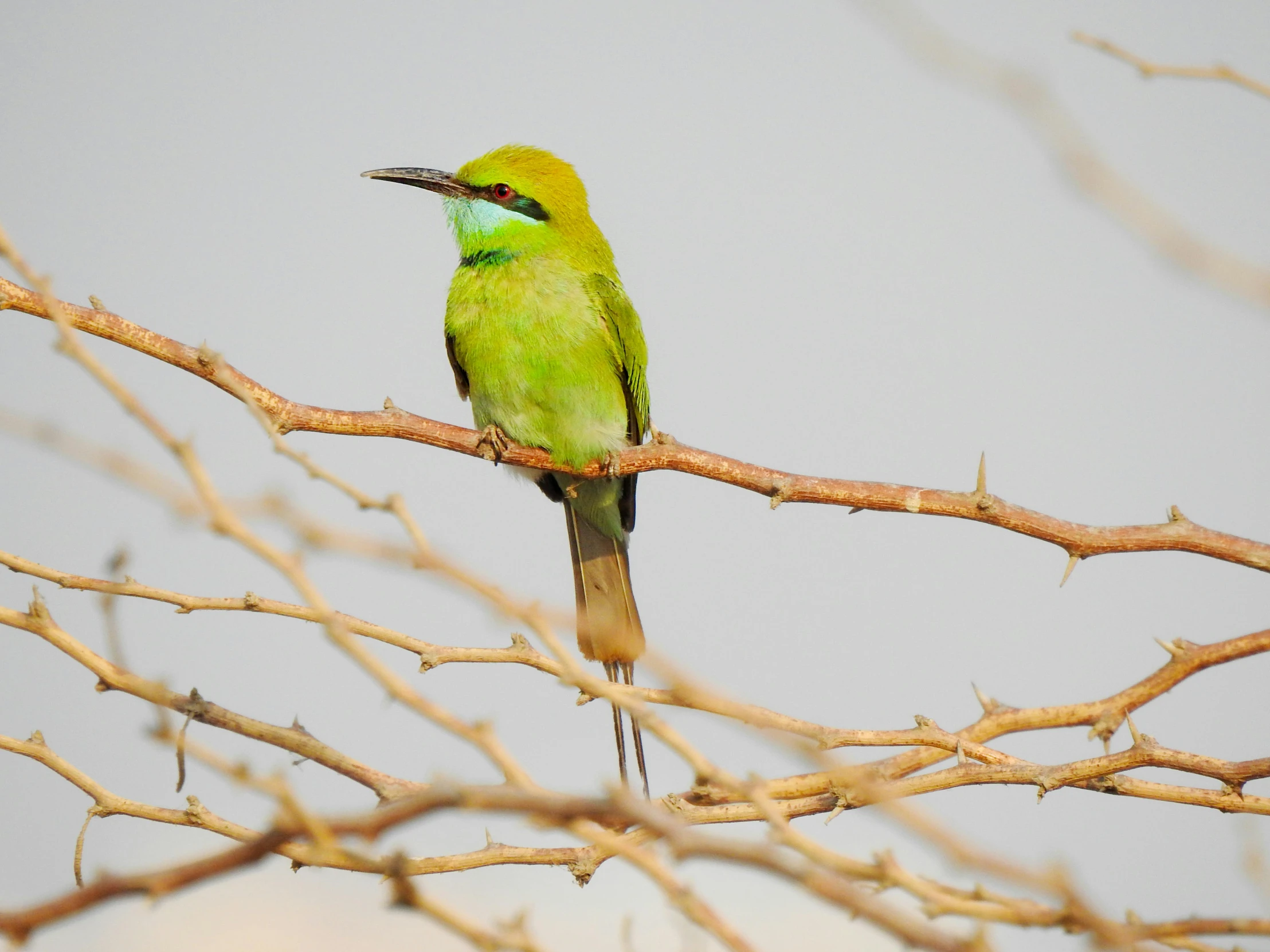 a small bird that is perched on the tree nch