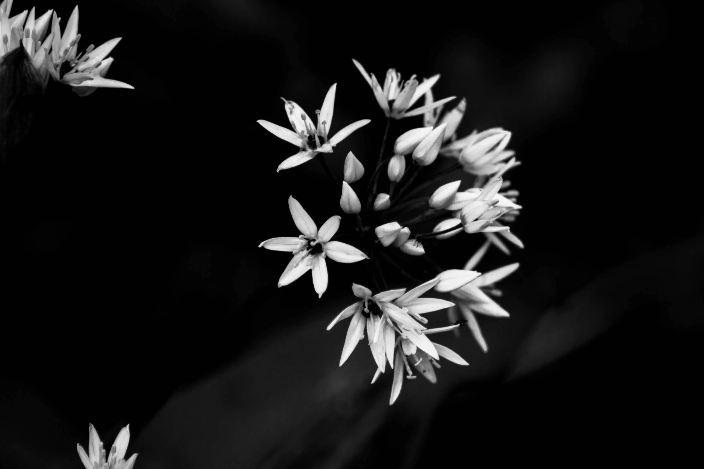 several small white flowers growing in a vase