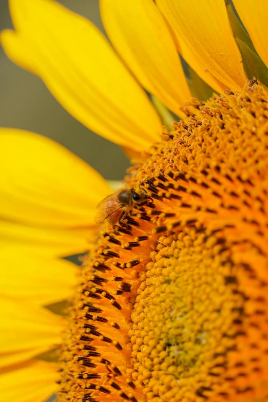 the bee is busy with a large sunflower