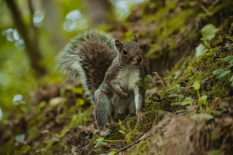 a small squirrel is walking up a green moss covered hill