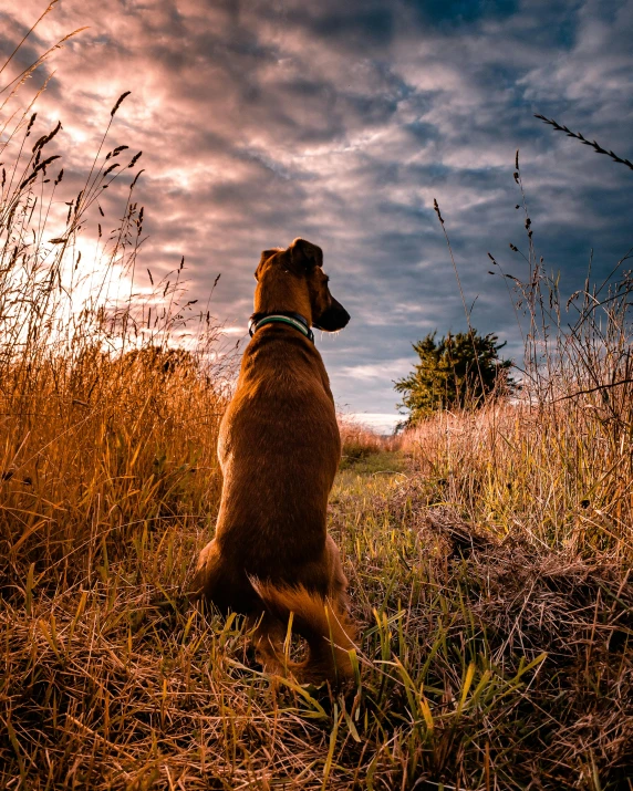 a dog sitting in the grass at sunset