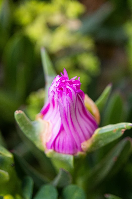 a pink flower in the middle of a forest