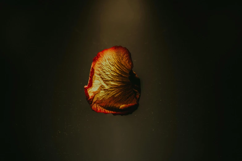 an orange sliced with a light coming out of it