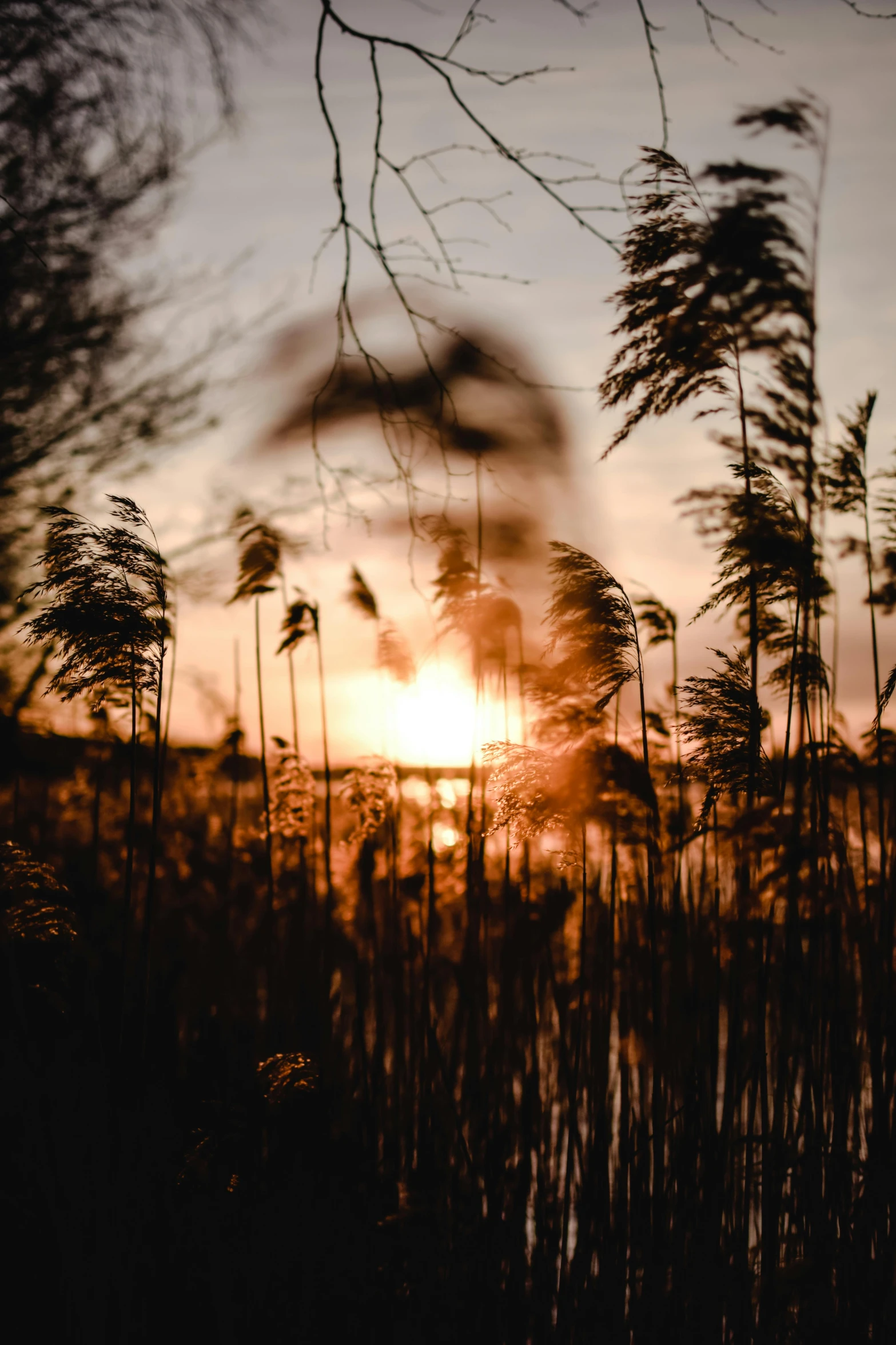 the sun is behind the trees and grass