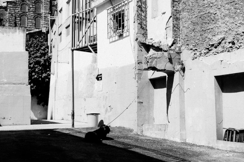 a small dog is outside an alley in black and white