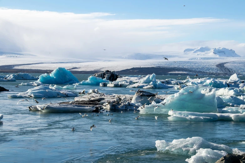 ice floes floating in a river and floating in the ocean