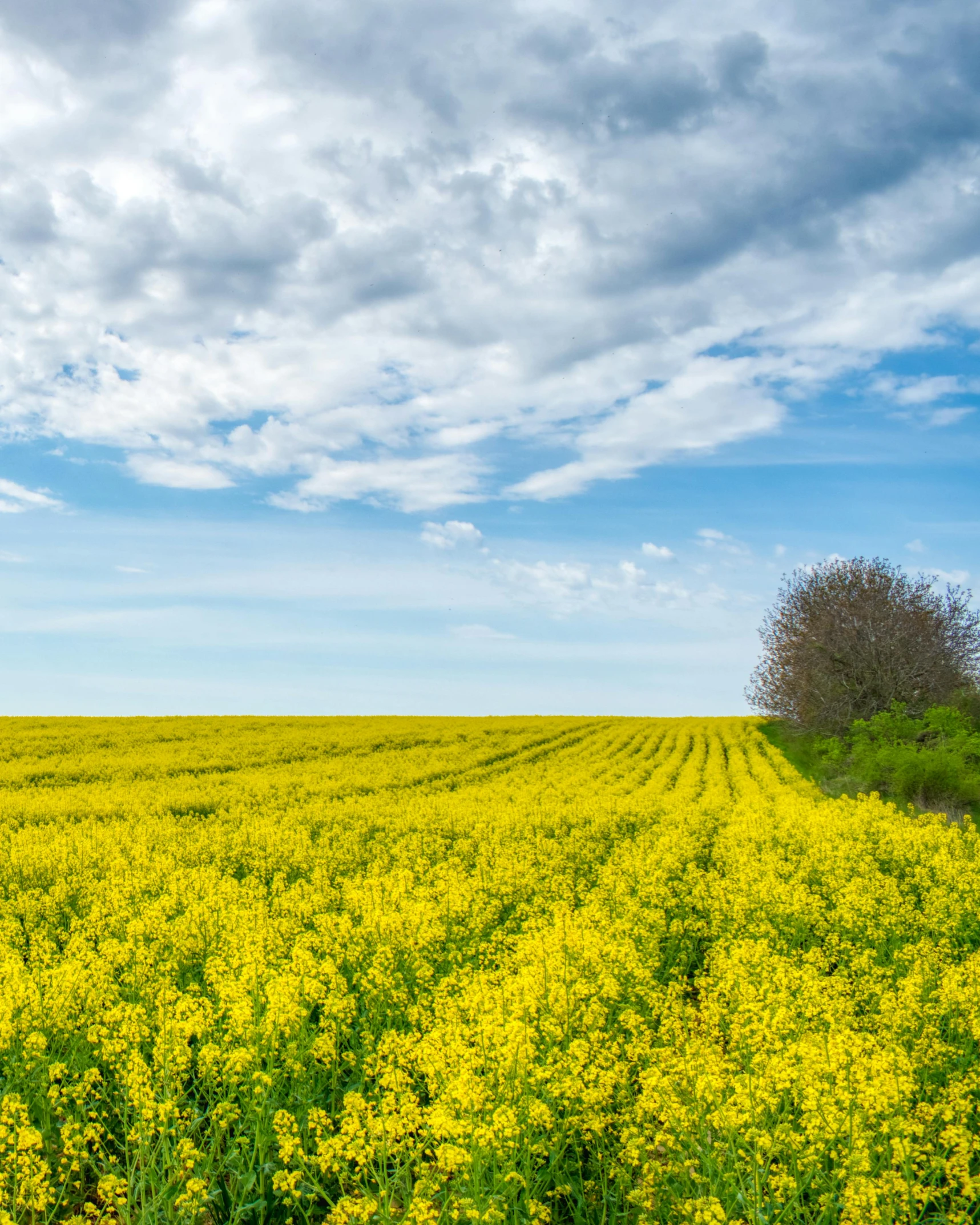 the yellow flowers are under a cloudy blue sky