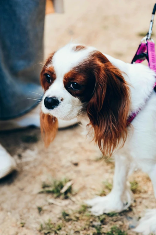 a dog looking straight ahead at the camera