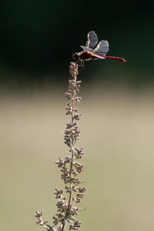 a dragonfly flying in the air over a flower