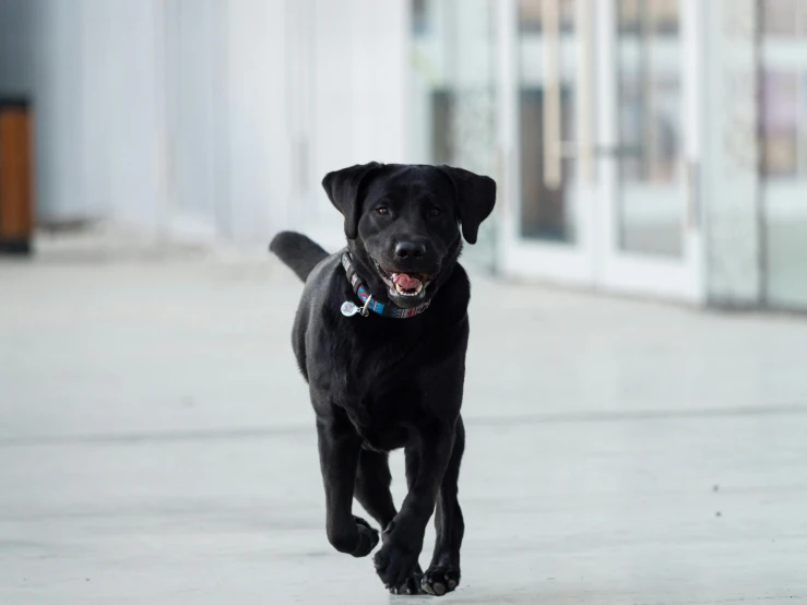 a black lab puppy running across an airport
