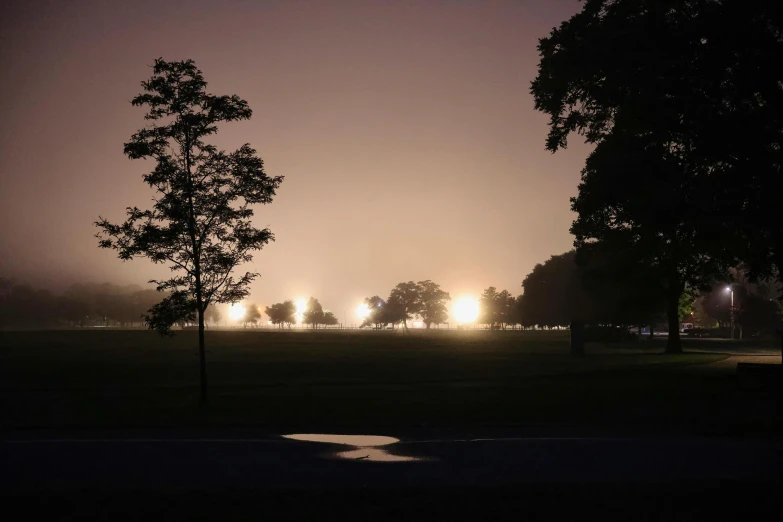 a bunch of trees in the park at night