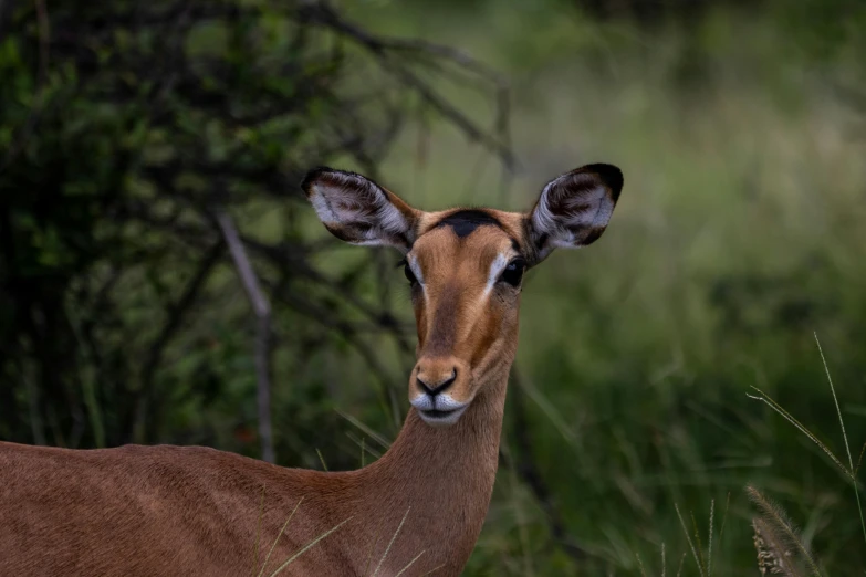 the antelope looks at the camera and is alert