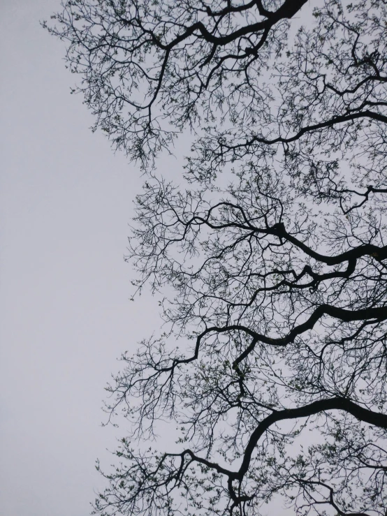 looking up at the nches of a tree in winter