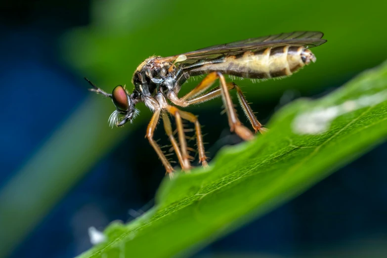 a close up of a couple of bugs sitting on a leaf