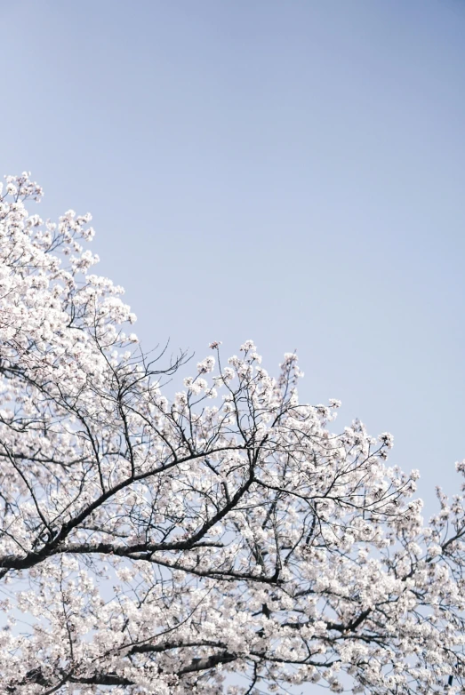 view of a tree with white blossoms on it