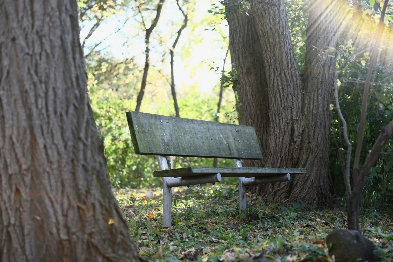 a park bench sitting on the ground between two trees