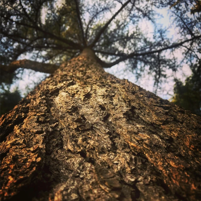 a very tall tree with the bottom of it