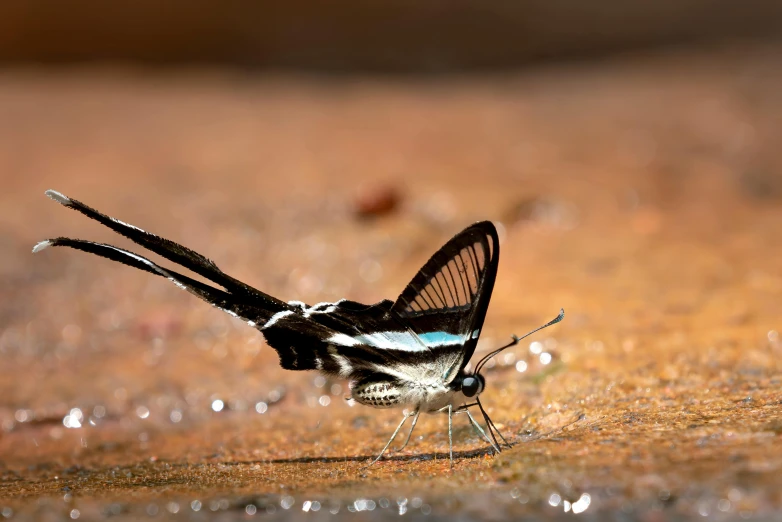 a small black and white insect with a black wing