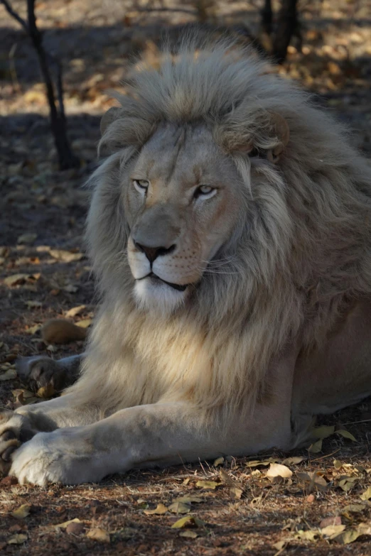 an adult lion laying on top of the ground