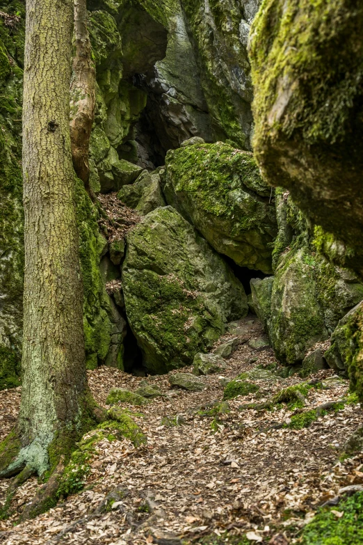 trees growing in an area full of mossy rocks