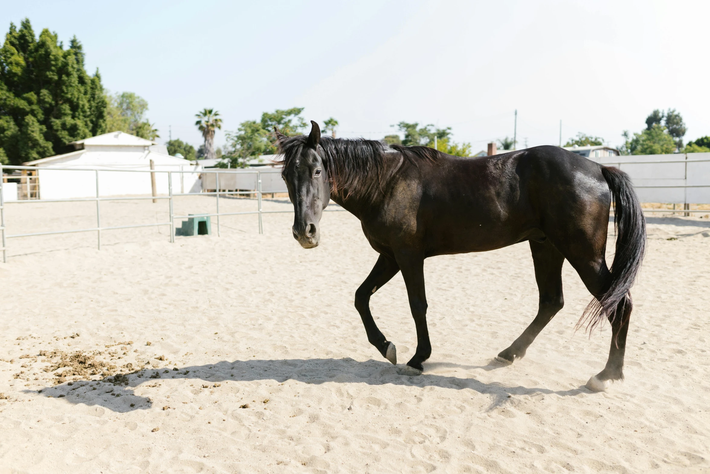 black horse running in fenced area with clear sky