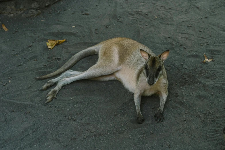 a very cute little kangaroo laying down on some dirt