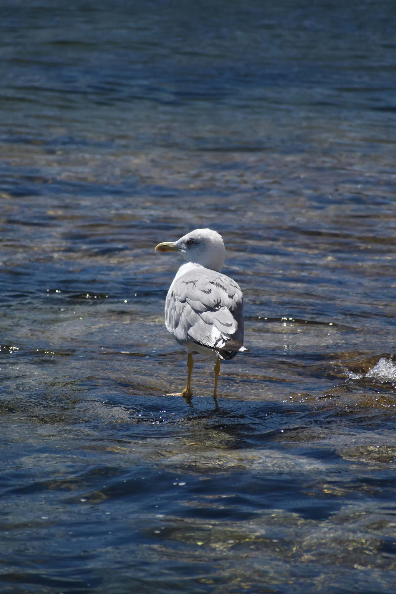 seagull with its head down and wings extended in the water