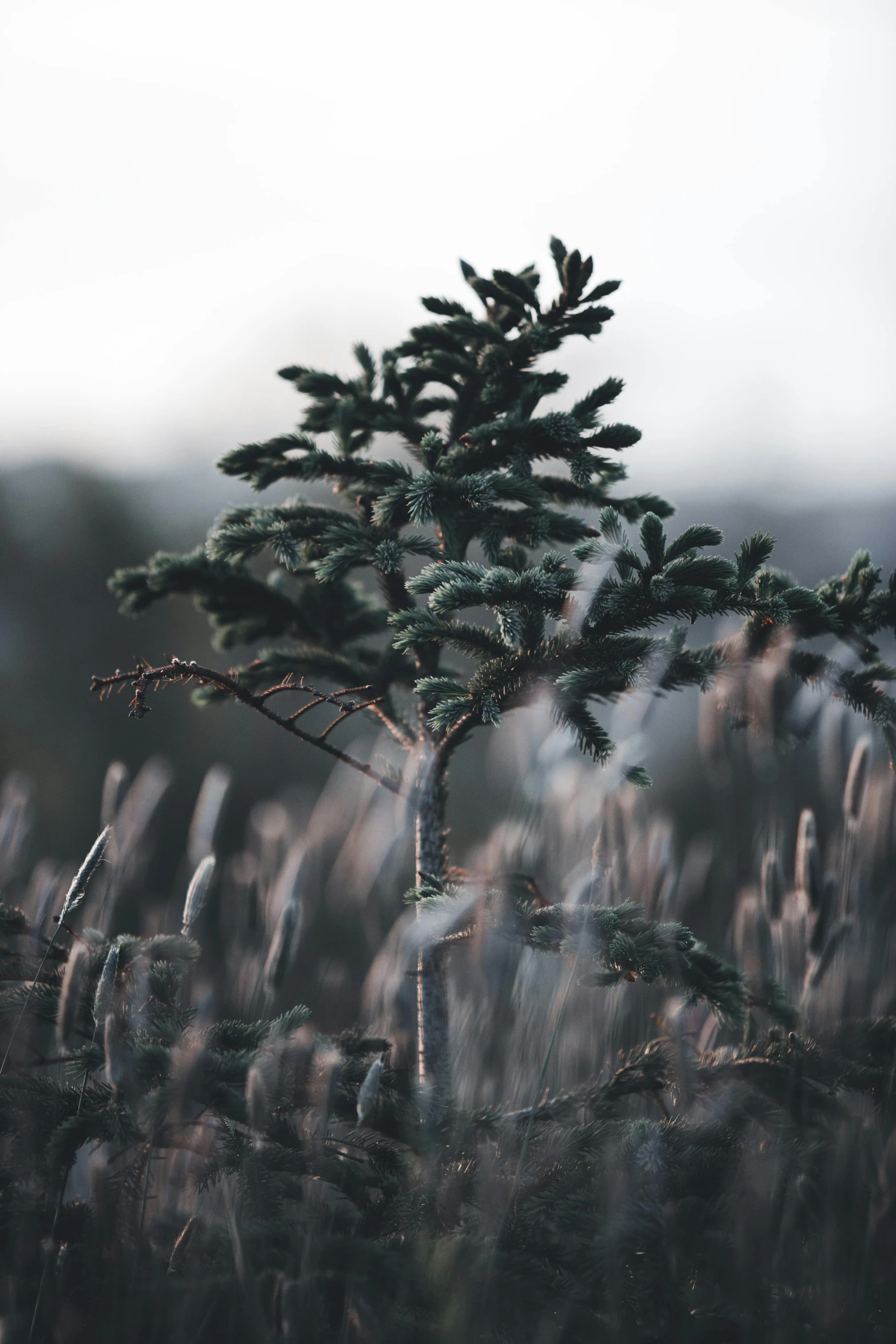 a small pine tree standing in the middle of a field