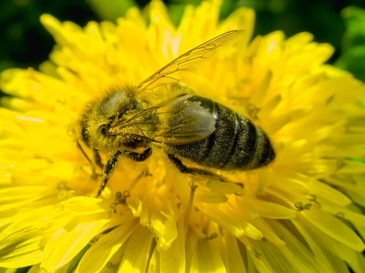 a close up of a bee on a yellow flower