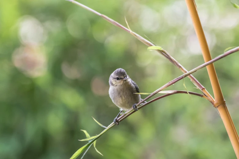 a small bird sitting on the top of a plant