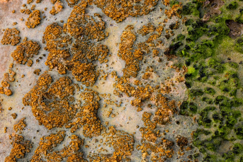 a close up of a rock with dirt and rocks