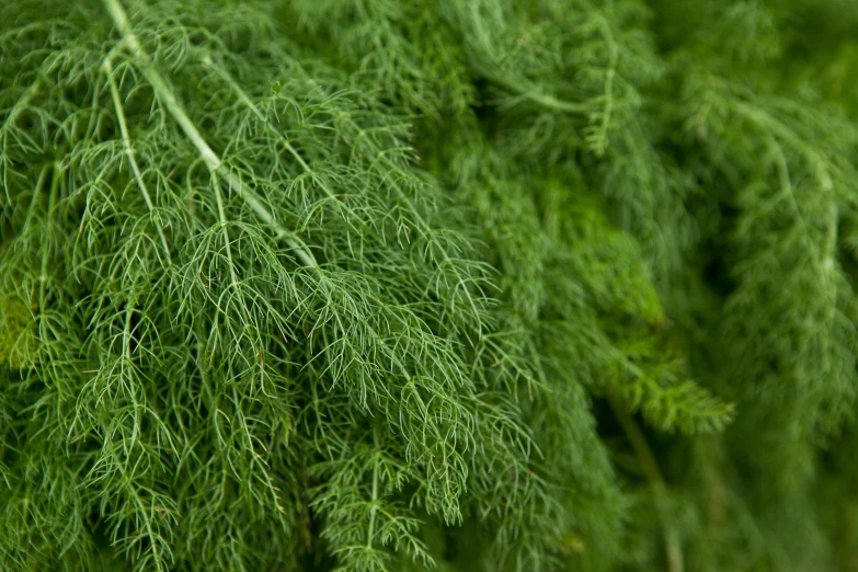 a bunch of green leaves of a tree