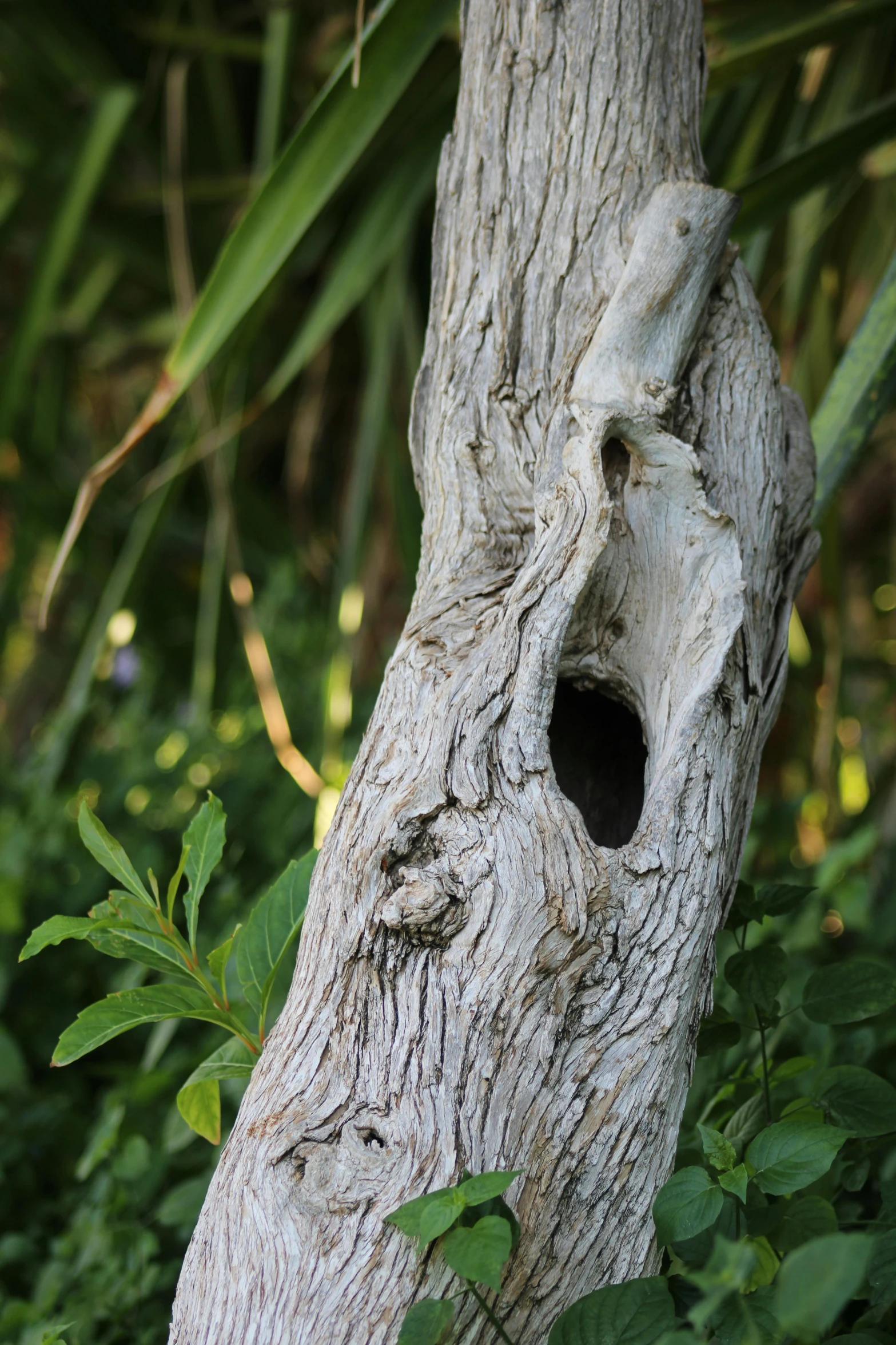 a small wooden piece of nature near some plants