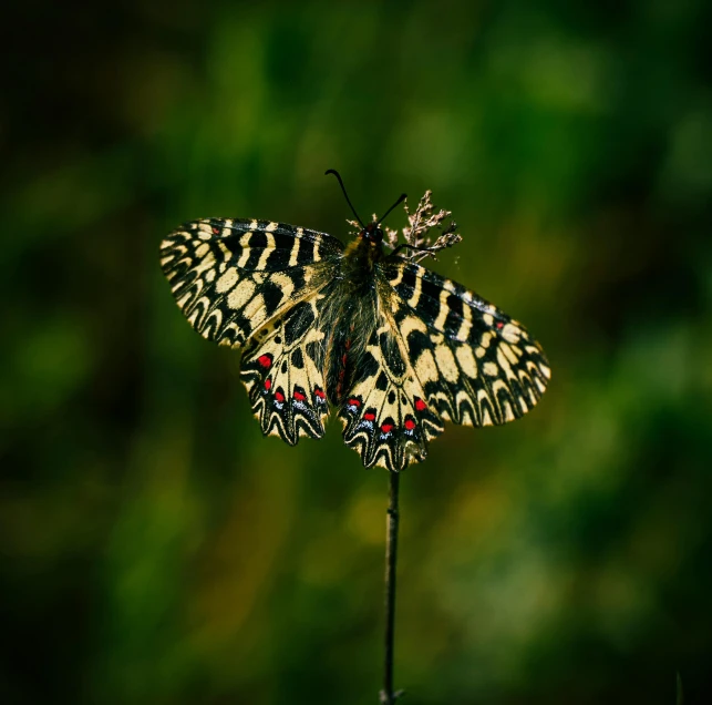 two erflies sitting on top of a purple flower