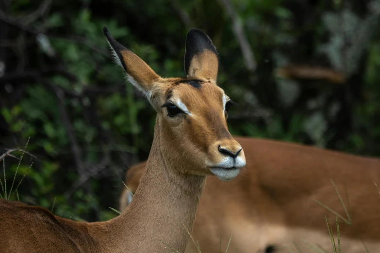 an antelope staring straight ahead in the woods