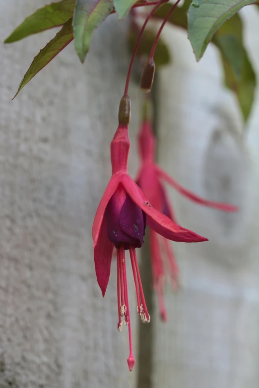 a flower that is hanging upside down on the vine