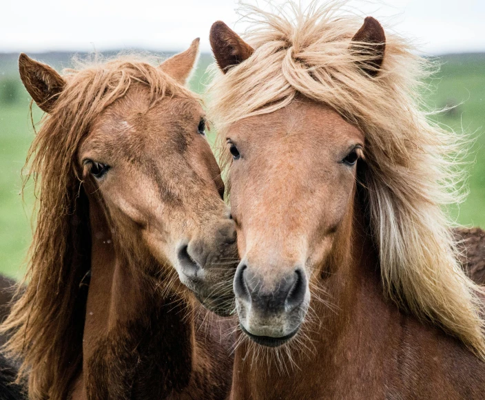 a pair of brown horses are standing together